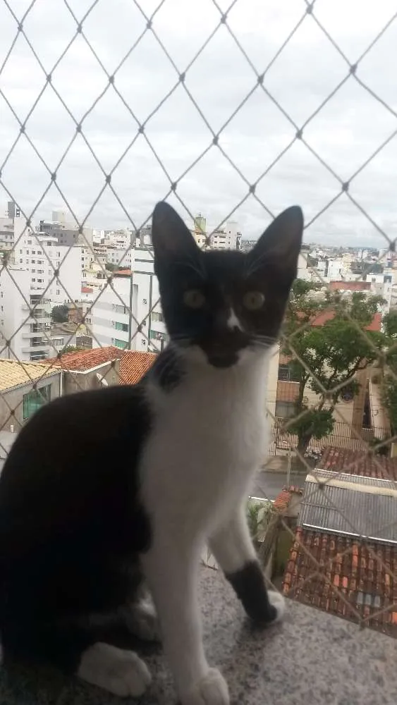 Gato raça SRD idade 7 a 11 meses nome Bia
