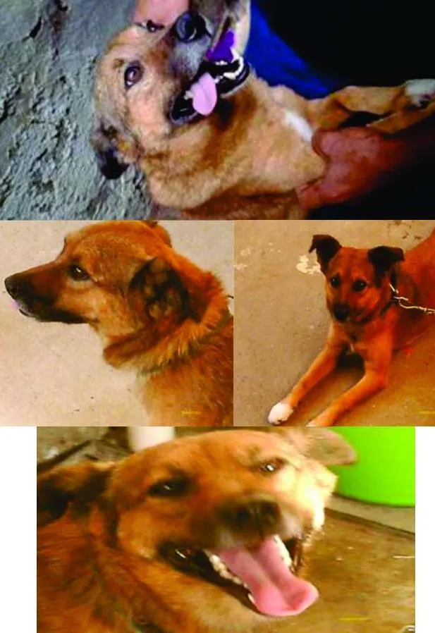Cachorro ra a SRD idade 5 anos nome PETER PAN