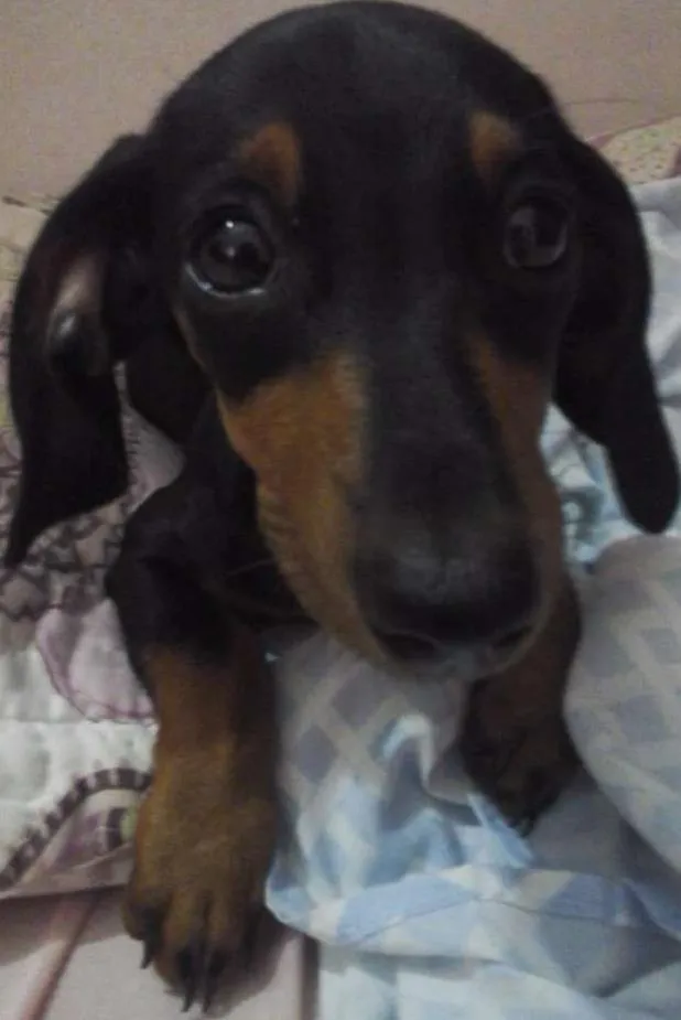 Cachorro raça Dashchund idade 2 a 6 meses nome Nina