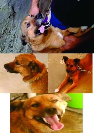 Cachorro raça SRD idade 5 anos nome PETER PAN
