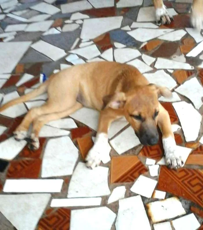 Cachorro ra a SRD idade 2 a 6 meses nome Peppa