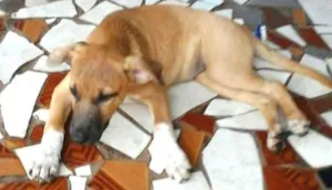Cachorro raça SRD idade 2 a 6 meses nome Peppa
