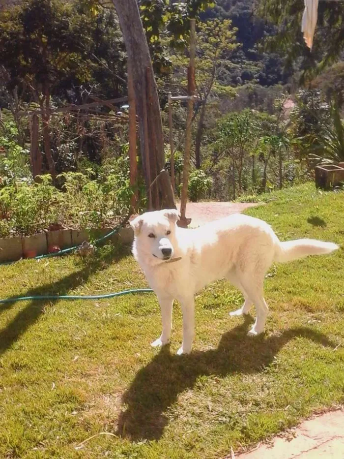 Cachorro raça Pastor Canadense idade 5 anos nome Zeus