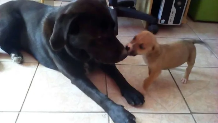 Cachorro ra a Labrador  idade 7 a 11 meses nome Tufão 