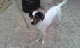 Manchinha