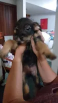 Valentina