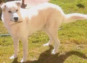 Cachorro raça Pastor Canadense idade 5 anos nome Zeus