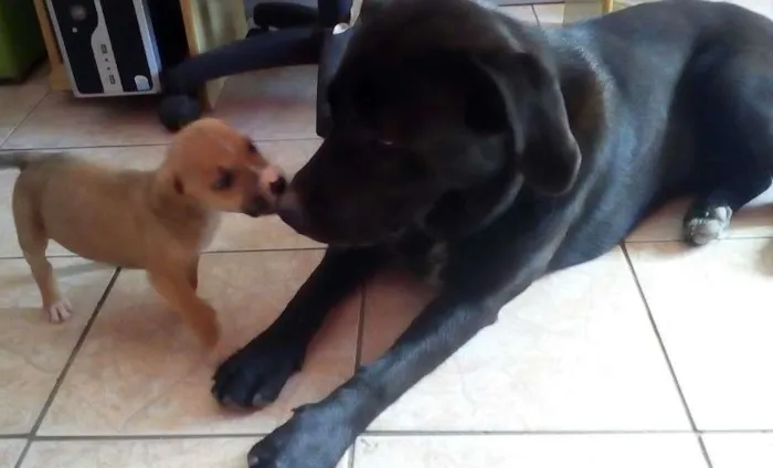 Cachorro ra a Labrador  idade 7 a 11 meses nome Tufão 