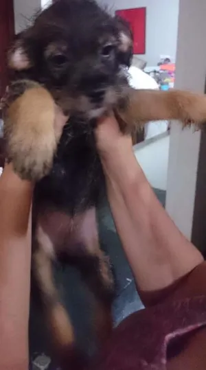 Cachorro raça SRD  idade Abaixo de 2 meses nome Valentina 