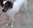 Manchinha