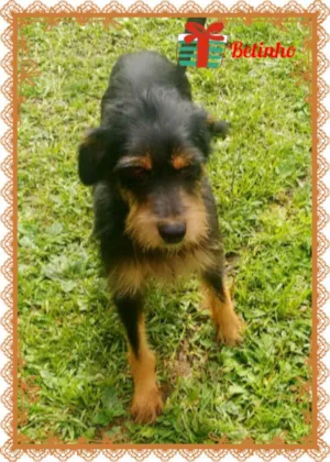 Cachorro raça SRD idade 2 anos nome Betinho