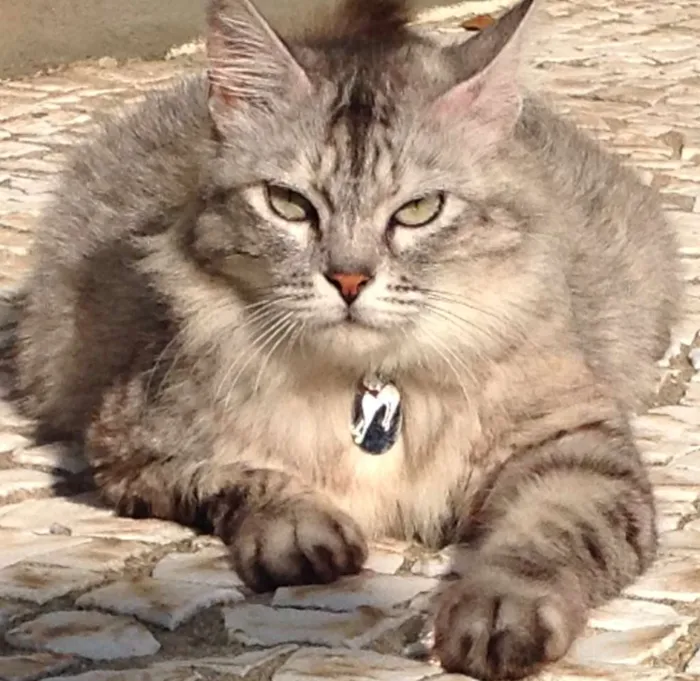 Gato ra a SRD idade 2 anos nome Iris