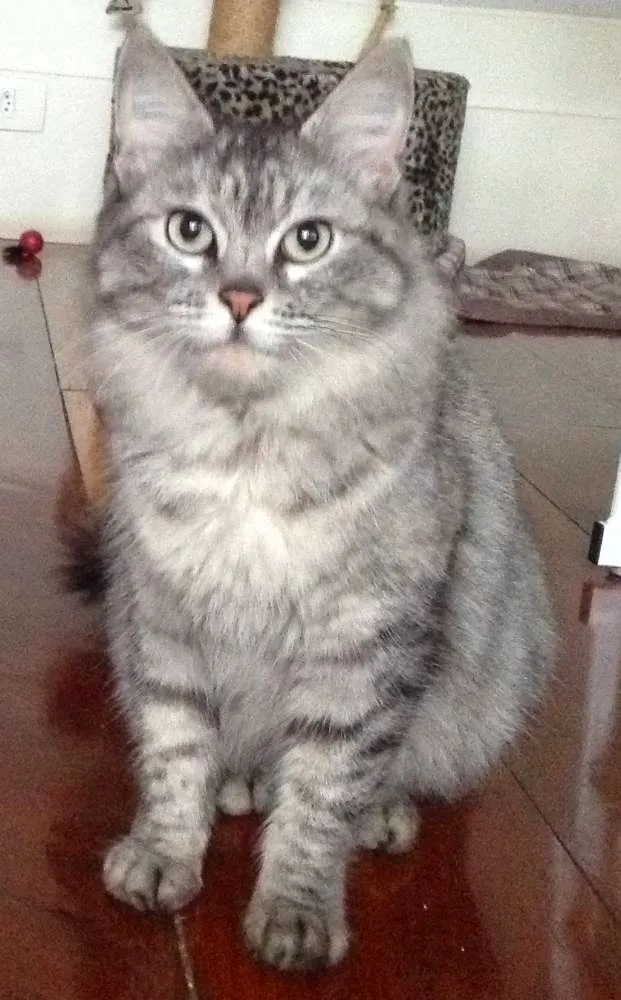Gato ra a SRD idade 2 anos nome Iris