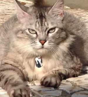 Gato raça SRD idade 2 anos nome Iris
