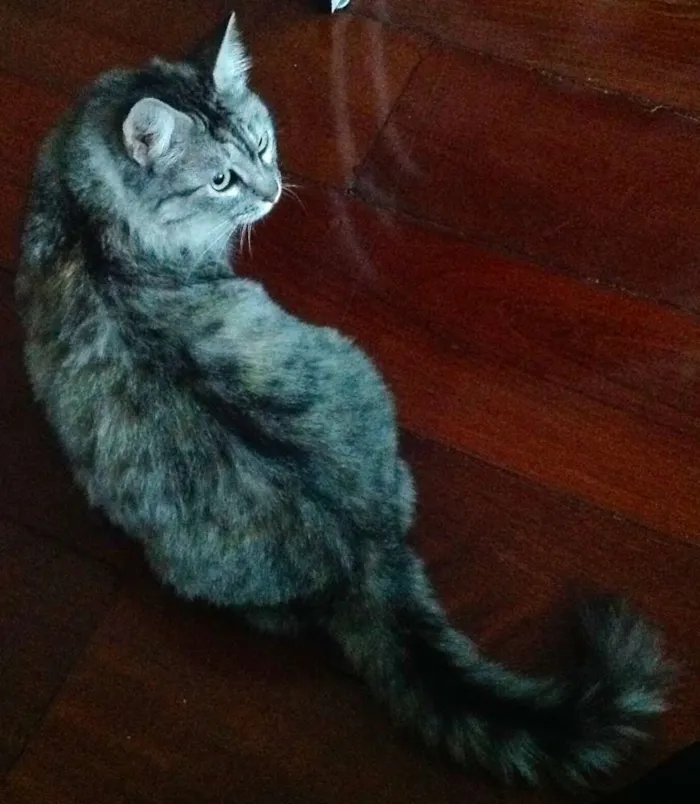 Gato ra a SRD idade 2 anos nome Iris