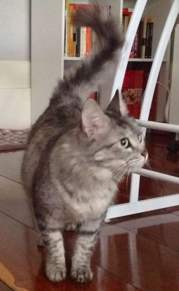Gato ra a SRD idade 2 anos nome Iris