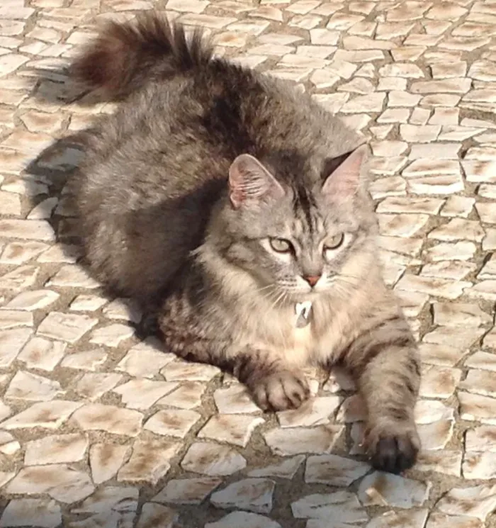 Gato ra a SRD idade 2 anos nome Iris