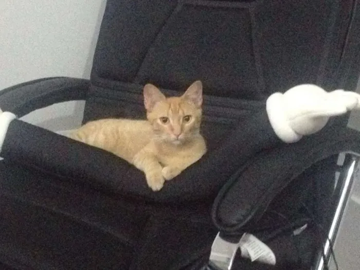Gato ra a SRD idade 2 anos nome Lenon