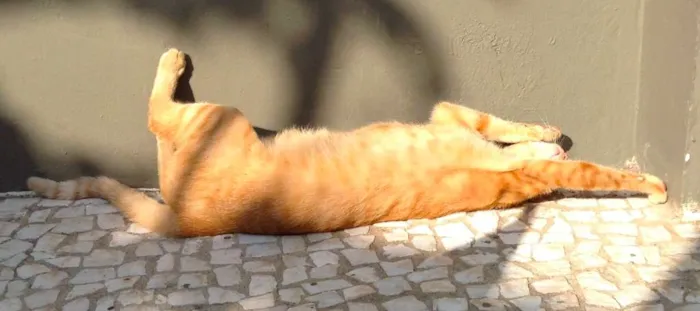 Gato ra a SRD idade 2 anos nome Lenon