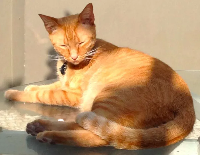 Gato ra a SRD idade 2 anos nome Lenon