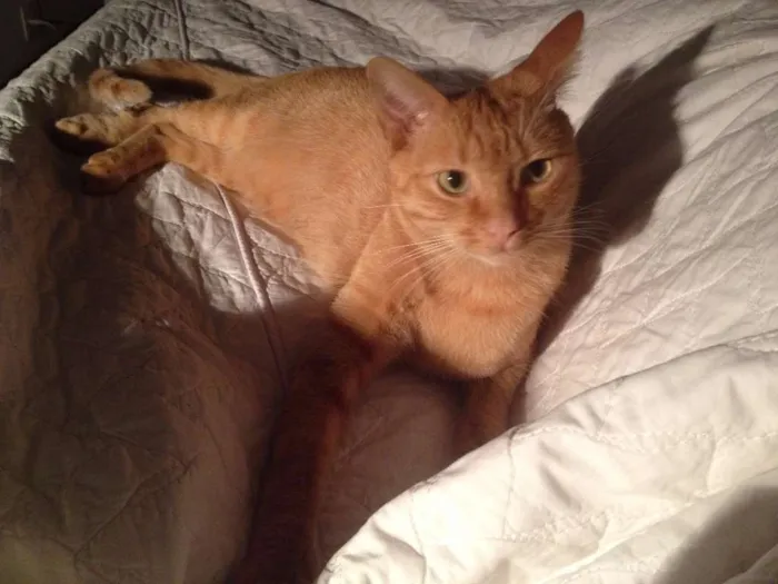 Gato ra a SRD idade 2 anos nome Lenon