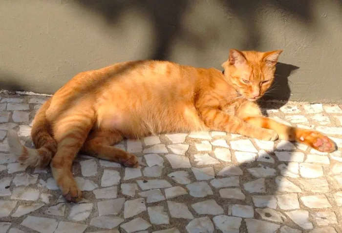 Gato ra a SRD idade 2 anos nome Lenon