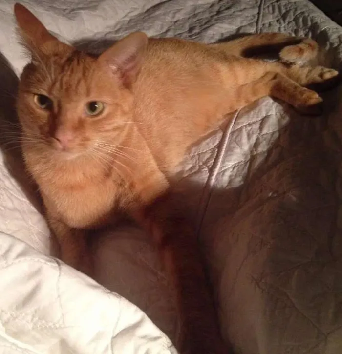 Gato ra a SRD idade 2 anos nome Lenon