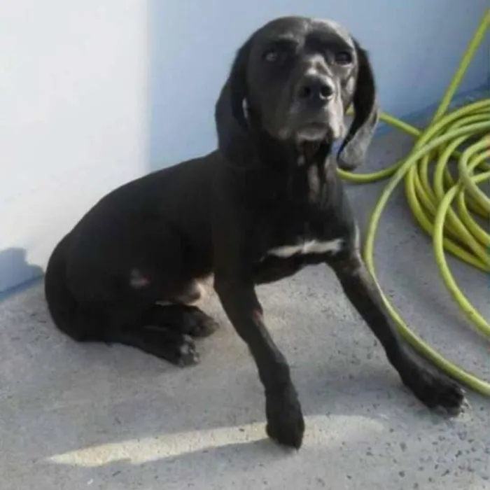 Cachorro ra a SRD idade 1 ano nome Feijão