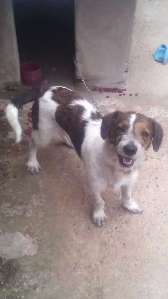 Cachorro ra a  idade 7 a 11 meses nome Ralf