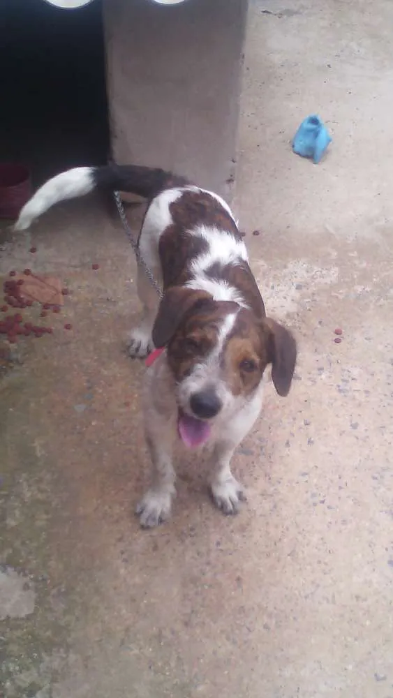 Cachorro ra a  idade 7 a 11 meses nome Ralf