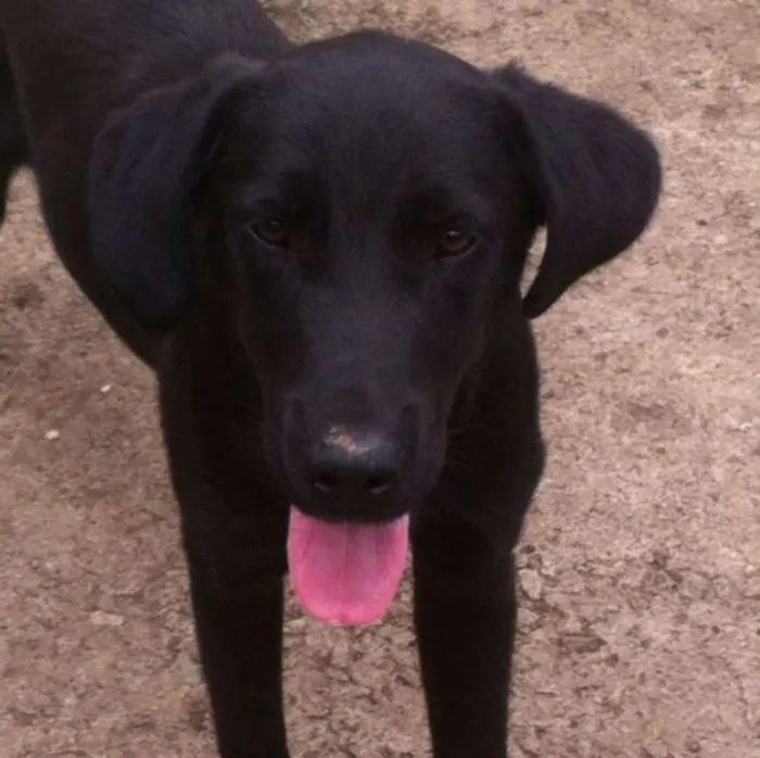Cachorro ra a Labrador idade 7 a 11 meses nome Lock