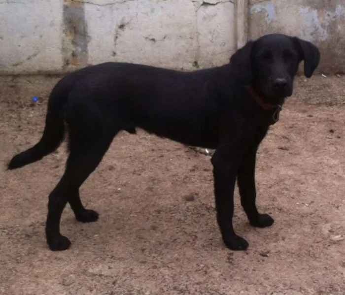 Cachorro ra a Labrador idade 7 a 11 meses nome Lock