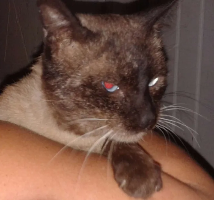 Gato ra a Siamês idade 1 ano nome Patrick