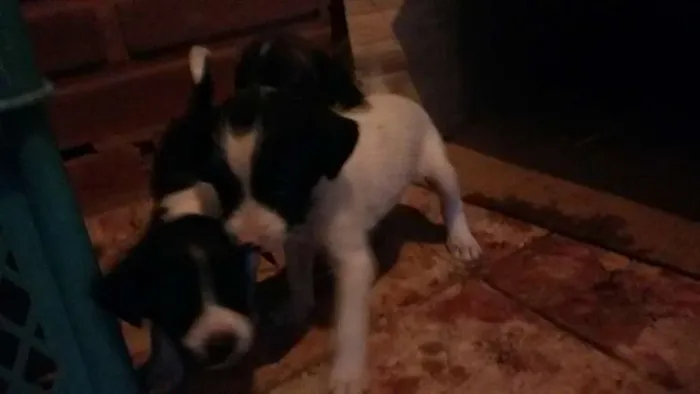 Cachorro ra a Sem raca idade Abaixo de 2 meses nome mamãe e filhotes