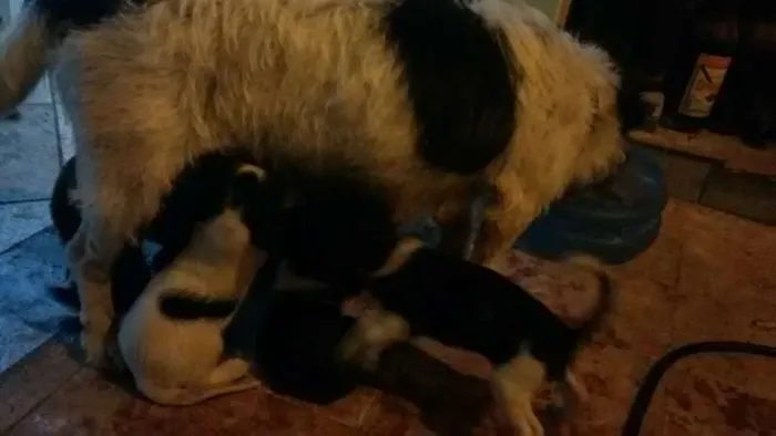 Cachorro ra a Sem raca idade Abaixo de 2 meses nome mamãe e filhotes