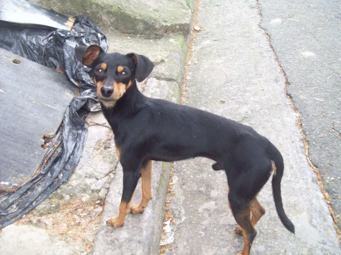 Cachorro ra a Pinscher idade 2 anos nome PINSCHER