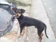PINSCHER