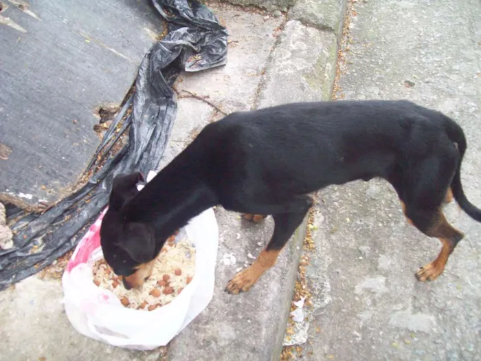 Cachorro ra a Pinscher idade 2 anos nome PINSCHER