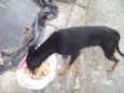 PINSCHER