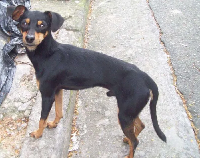 Cachorro ra a Pinscher idade 2 anos nome PINSCHER