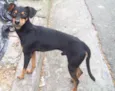 PINSCHER