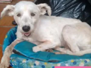 Cachorro raça SRD idade 2 anos nome Liza