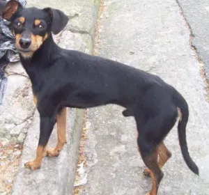 Cachorro raça Pinscher idade 2 anos nome PINSCHER