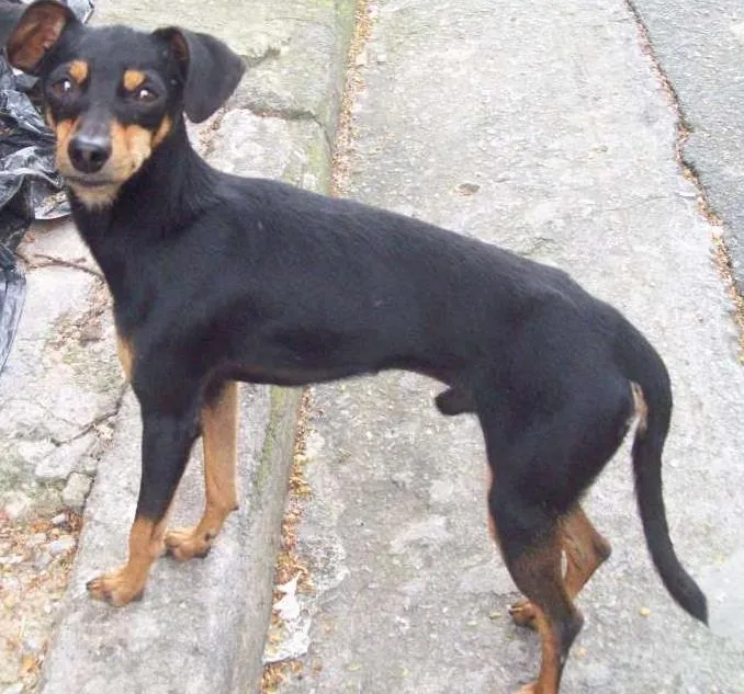 Cachorro ra a Pinscher idade 2 anos nome PINSCHER