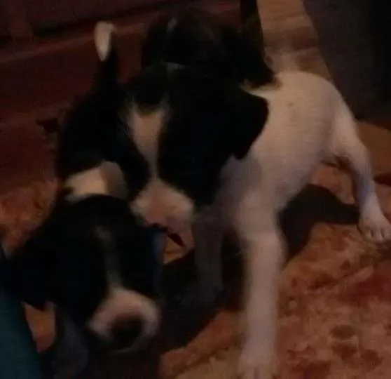 Cachorro ra a Sem raca idade Abaixo de 2 meses nome mamãe e filhotes