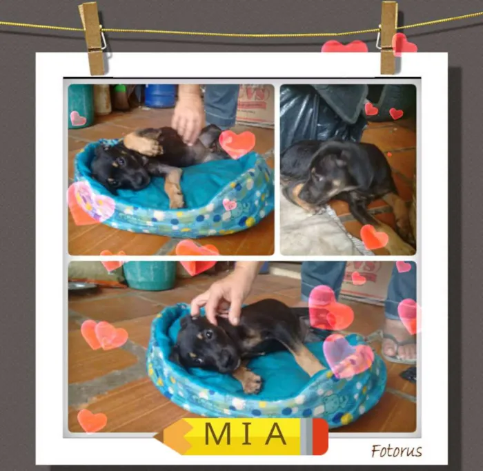 Cachorro ra a SRD idade 2 a 6 meses nome Mia