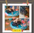 Mia