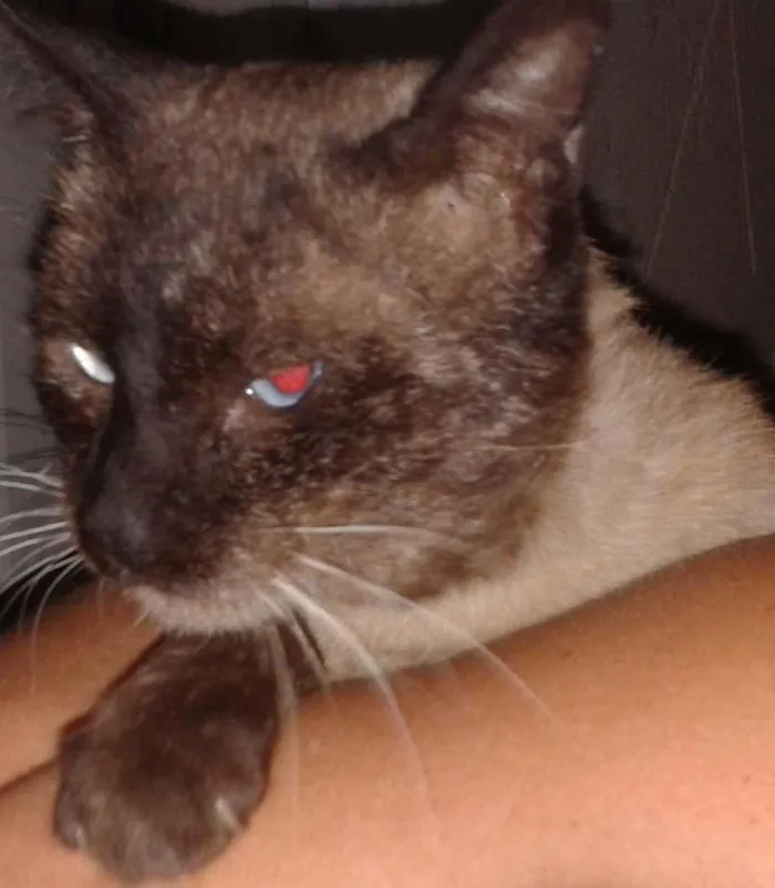 Gato ra a Siamês idade 1 ano nome Patrick
