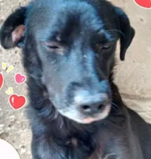 Cachorro raça SRD idade 4 anos nome Morgan