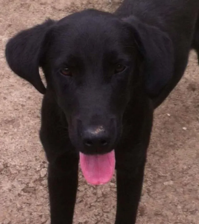 Cachorro ra a Labrador idade 7 a 11 meses nome Lock